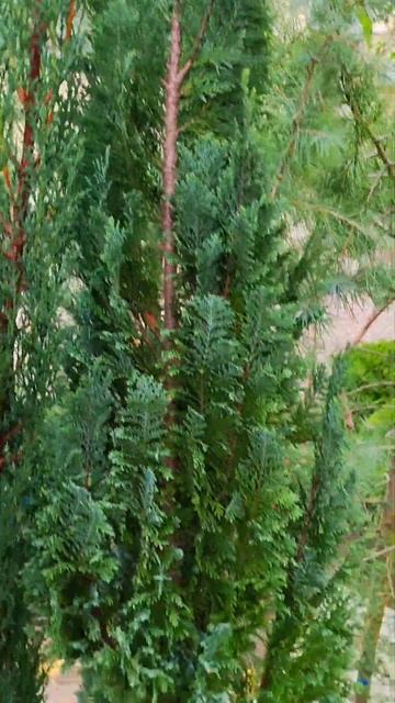 КИПАРИСОВИК АЛЮМИ БЛЮ 4000₽#садоводство #растения #море смотреть онлайн