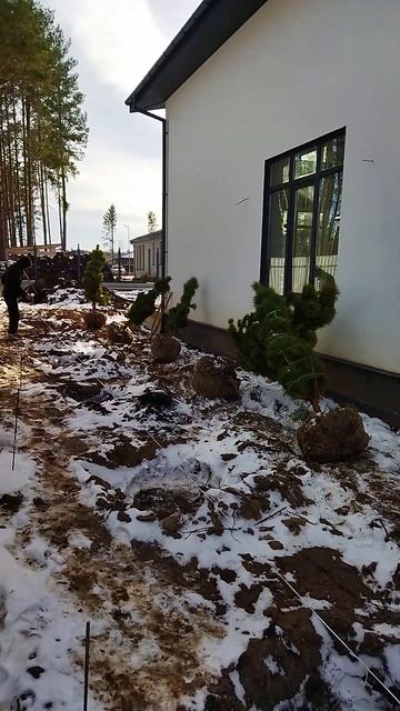 Посадка красивых сосен. Подготовка смотреть онлайн