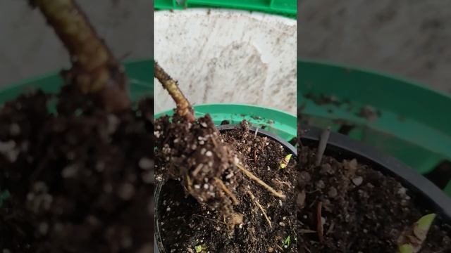 Деревянный черенок метельчатой гортензии укоренился смотреть онлайн