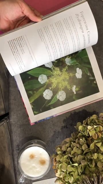 Гортензия прекрасна в саду и на книжной полке #hydrangea #mus смотреть онлайн