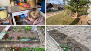 9 мая. Покупки в Светофоре. Уборка около дома. Посадка роз