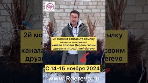 Чёрная пятница 14-15 ноября скидки на все гортензии 50%