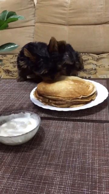 Щенки едят блины со сметаной🐾🐶🙈🤣 #shorts смотреть онлайн
