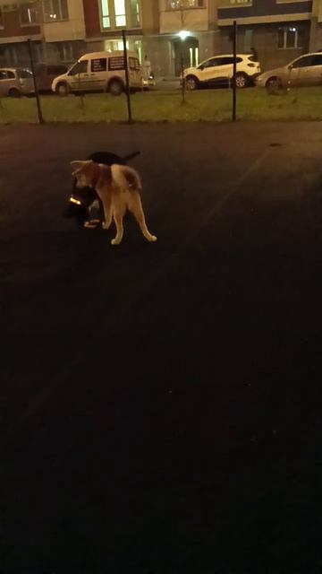 Новый вид борьбы у моей собаки) смотреть онлайн