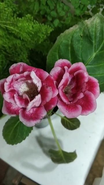 Глоксиния"Счастье в ладошках" смотреть онлайн