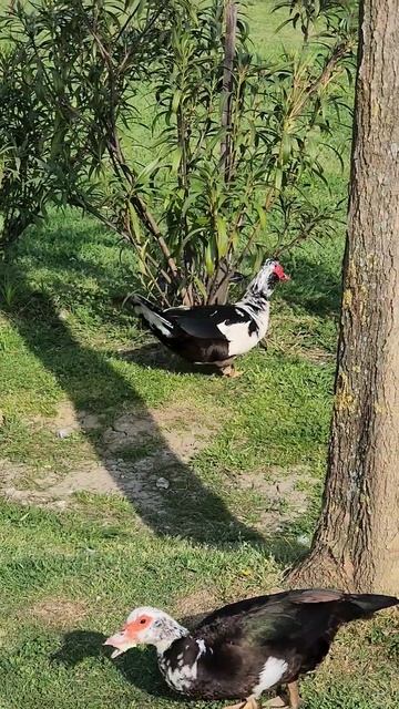 Индоутки в Орнитологическом Парке в Сириусе #утки #сир смотреть онлайн