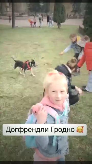 Посетили выставку «Четыре Лапы». Люди приходили, обща? смотреть онлайн