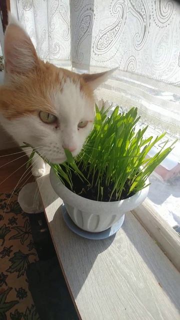 Длинноухий котик ест траву. Весна, витамины. смотреть онлайн