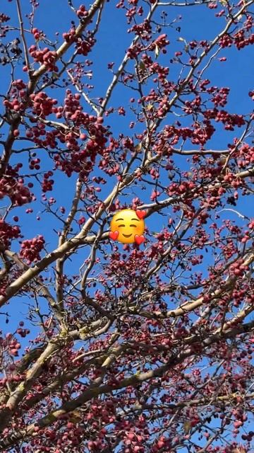 #shortvideo #paducel#боярышник смотреть онлайн