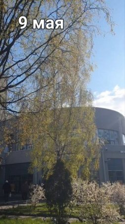 9 мая в городе всё цветёт