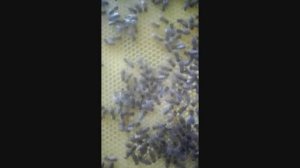 ужасы на пасеке Ужакина Игоря - расширение пчел, постановка вощины при похолодании, 10.05.2025