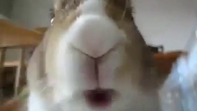 Прикольный кролик смотреть онлайн