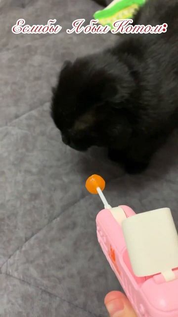 КОТ ЕЛ ЧУПИК 7 ДНЕЙ😨😨!!!#shorts #cet #melstroy #top #youtubeshorts смотреть онлайн