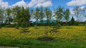 Деревенская прогулка, весенняя природа, все цветет, счастье и уют жизни в деревне