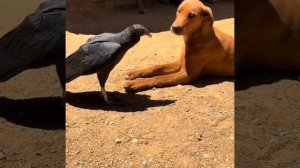 Птица 🐦 закрывает собакена от солнца 😍😉👍