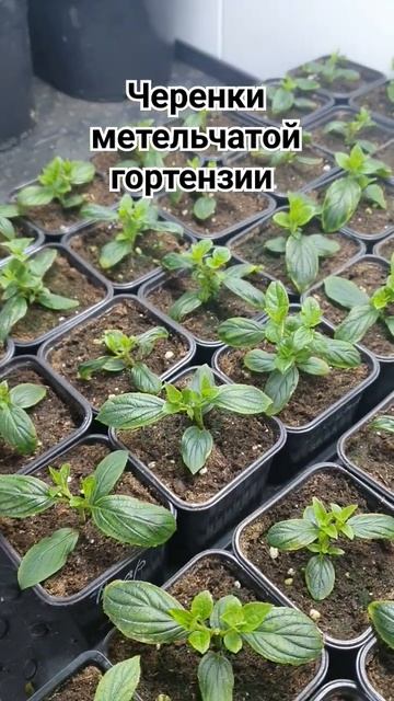 Результат укоренения метельчатой гортензии#гортензи? смотреть онлайн