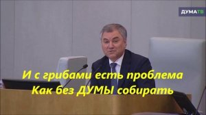 ГРИБЫ