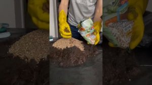 Размножаем алоэ черенками. Легко и быстро