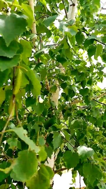 Берёза белая подруга. смотреть онлайн