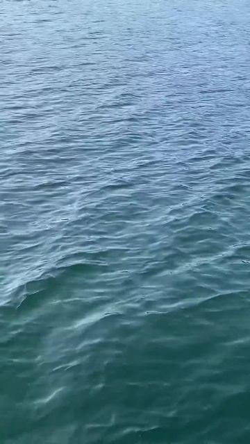 #orca, #predator, #камчатка, #wild nature,#seal, #ocean, #тихий океан https://t.m смотреть онлайн