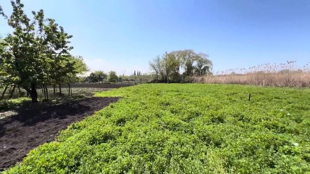 ДОМ У РЕКИ газ и все удобства/ САД КЛАССНЫЙ/ ст. Новобей смотреть онлайн