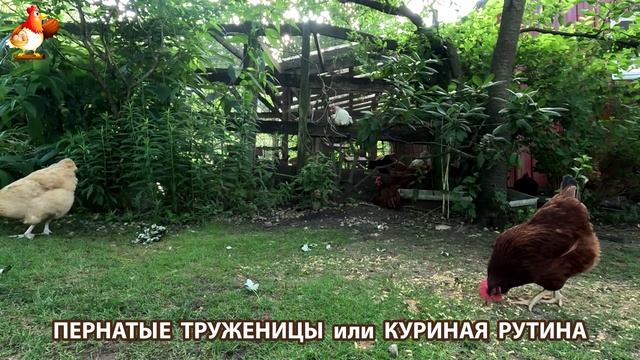 Куры несушки свободного выгула и их обычная куриная рутина – эпизод (269)