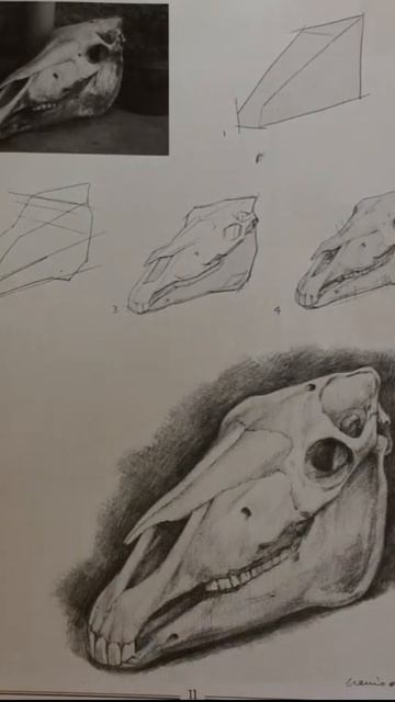 #shorts Анализируем рисунки книги Перспектива Джованни Ченини. Череп. смотреть онлайн