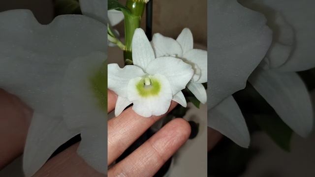 Каттлея и Дендробиум смотреть онлайн