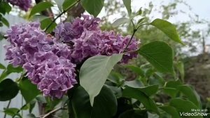 Видеофон "Сирень".