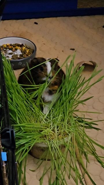 Все свинки хотят свежую траву