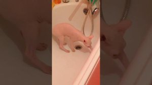 Умничка кошка писает в ванную#Мася