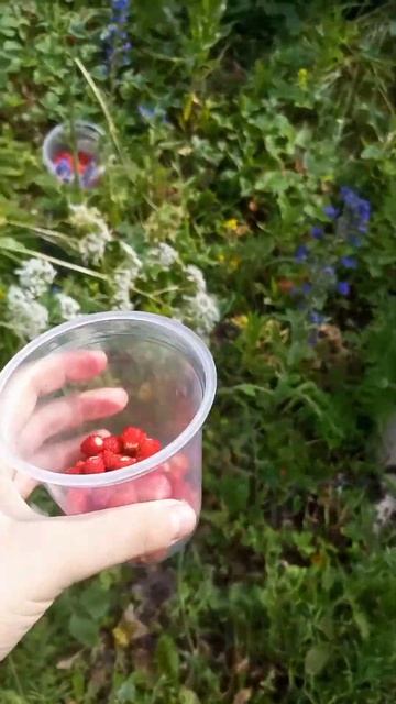 идём в поле #рекомендации #любэ #берёзы смотреть онлайн