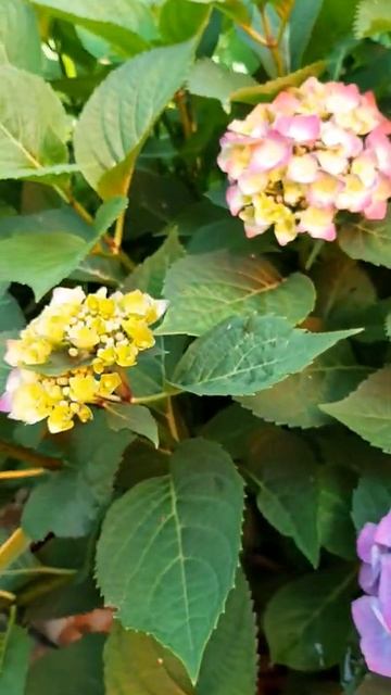 Гортензия "КОФЕМАНКА" смотреть онлайн