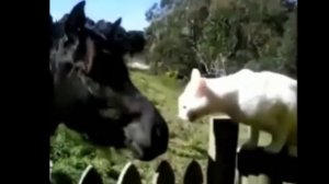 ЛУЧШИЕ ПРИКОЛЫ С КОТАМИ 2017 САМЫЕ СМЕЕШНЫЕ ВИДЕО ПОДБОРКА