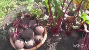 Лучшие сорта и гибриды свеклы. Сбор урожая ( из моего архива).