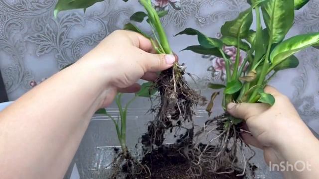 Посадка Диффенбахии на фитильный полив смотреть онлайн