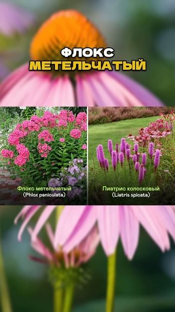 Ч.1🌸🎯С Чем Сочетать Эхинацею Чтобы Сад Выглядел Доро смотреть онлайн