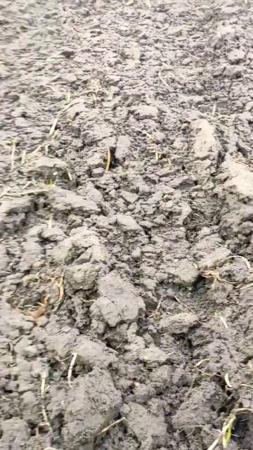 СЕРЕБРО, шок монета!!! Тебе показалось...там же пыптик(у смотреть онлайн