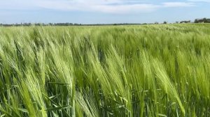 Зелёные бархатистые поля