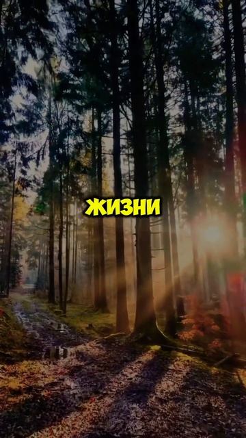 Умей любить, что бы быть счастливым… #мудрость #высказ смотреть онлайн