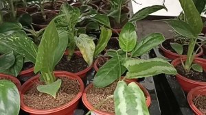 Лемана Про: только недорогие комнатные растения