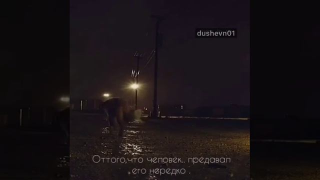 Самый верный друг человека #сосмыслом