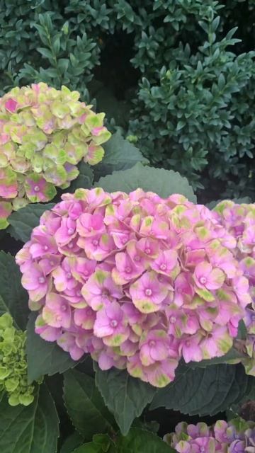 Меджикал Аметист🩷 #flowers #sorts #garden #nature #сад #gardening #горте? смотреть онлайн