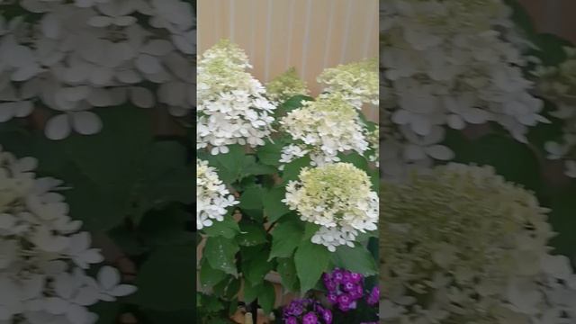 Гортензия на штамбе ,красота. смотреть онлайн