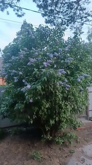 Зацвела в саду сирень. смотреть онлайн