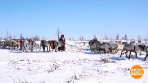 Олени бегут! Доброе утро. Фрагмент выпуска от 10.05.2025