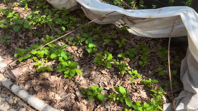 Высылаю гортензии почтой России или передам в Москве ? смотреть онлайн