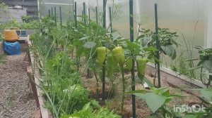 25 июня, подкармливаю перцы, огурцы, баклажаны и кабачки.