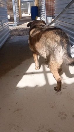 НЮСЯ, НЮСЕНЬКА 🐶