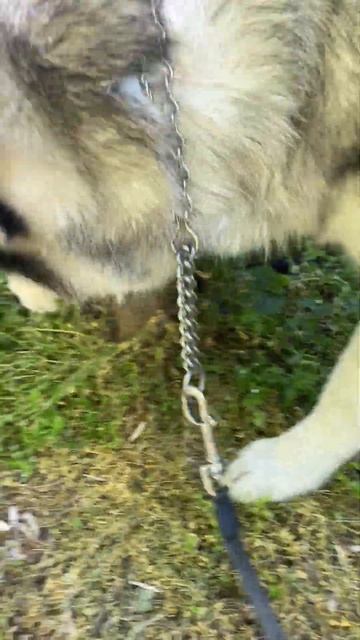 Хаски ест траву Гера Husky is walking #husky Cute And funny husky Videos cute mom смотреть онлайн